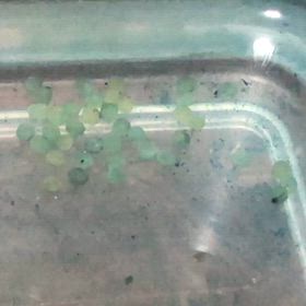 コリドラス 産卵 3日目の画像
