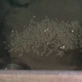 エンゼル 人工孵化 3日目の画像