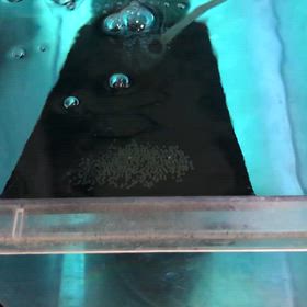 エンゼル 人工孵化 2日目の画像