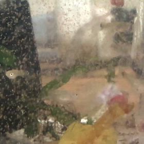 ハイブリッドエンゼル  稚魚35日目の画像