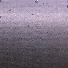 エンゼル  稚魚の画像
