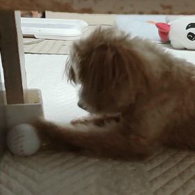 少しは遊んでの画像