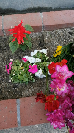 妻の花壇が、早くも黄色信号。。ヤバいよ。の記事動画