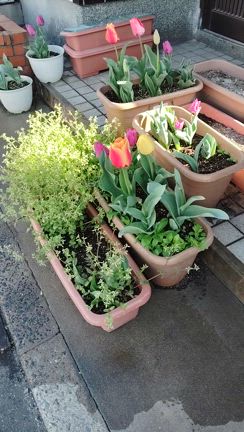 2025年春、最愛の妻の花壇より、、風が吹けば……の記事動画