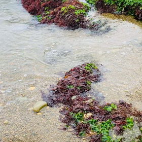 海と……の画像