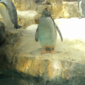 水族館の画像