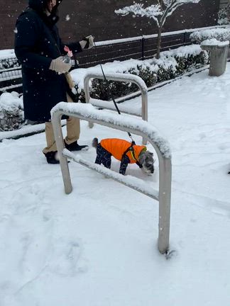 雪の週末の記事動画