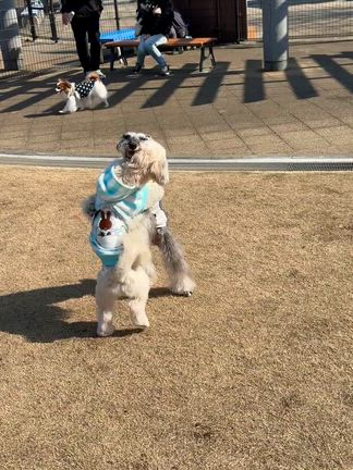 ３週間ぶりの新横ランランの記事動画