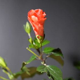 ハイビスカス開花の画像