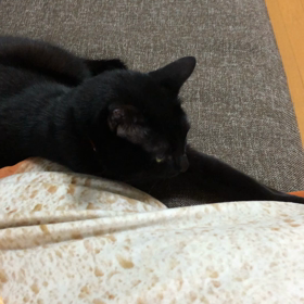 ふみふみ動画の画像