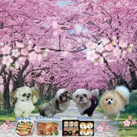 お花見♡お花見♡の画像