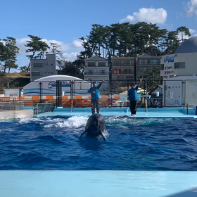 2019.11.05    イルカショーの画像
