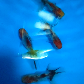 イノフェスへ行ってきました。の画像