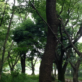 蜩の画像