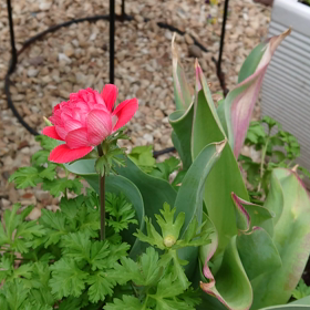 アネモネの画像