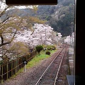満開です。の画像
