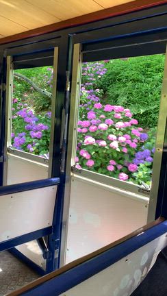 花菖蒲の記事動画