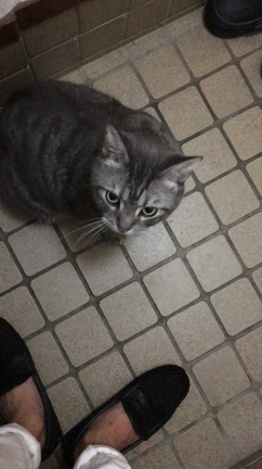 飼い猫に愛を持って接したけど、全然響いてなかった話。 塚本 美容室 女神ビューティーショップの記事動画