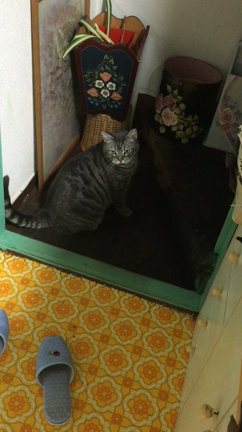 飼い猫に愛を持って接したけど、全然響いてなかった話。 塚本 美容室 女神ビューティーショップの記事動画