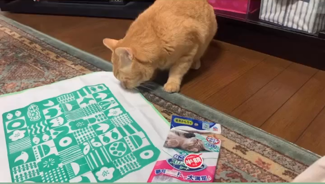 しおりの記事動画