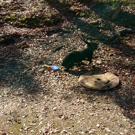 山も師走だけどの画像