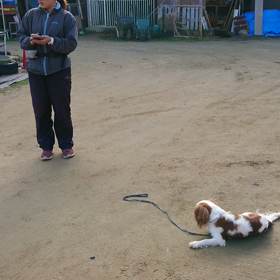聴導犬の訓練の画像
