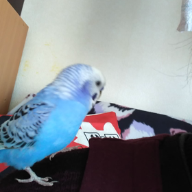 この子が癒やしの画像