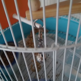 おてんばがゴン太君かわかりませんが？？の画像