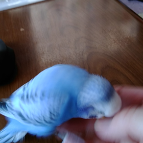 どっこいしょ!こらしょ！の画像