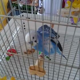 今の私の子。。。かわいいよっ子ですが。。の画像