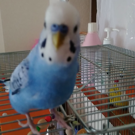 ヨッコちゃん放鳥すると喜んでの画像