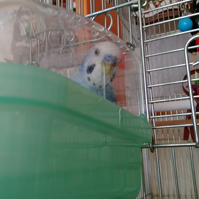 なんでよくおしゃべりしてるのに、近づけるといつも喋らない!もうの画像