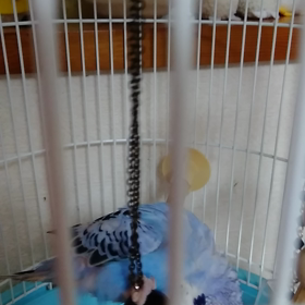 人形入れたら私だと思い遊んで  ますの画像