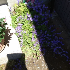 狭い土地にお花いっぱい！の画像