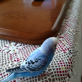 生後6か月の今のヨッコちゃんですの画像