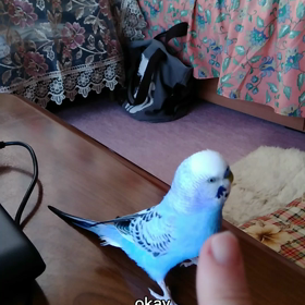 一通り遊ぶと、ゲージに帰っていく。おりこうさんな子だの画像