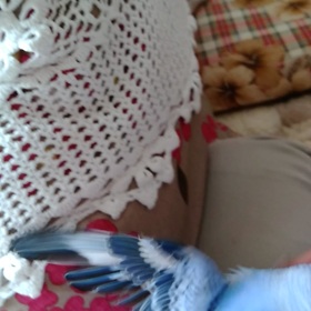 放鳥するといつもこうだの画像