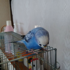 あっちに行こう！の画像