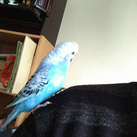 よくしゃべってますよの画像