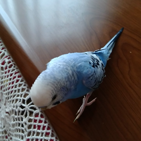 もうしゃべること喋ること。。。。の画像