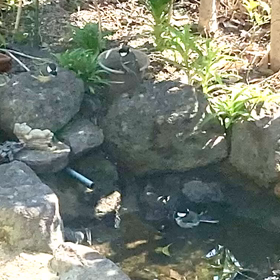 シジュウカラ　水浴びの画像