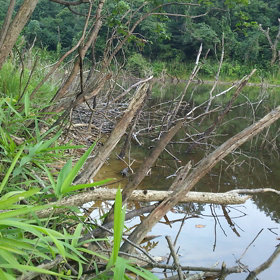 野池の画像