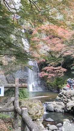 箕面大滝でもみじ狩りの記事動画