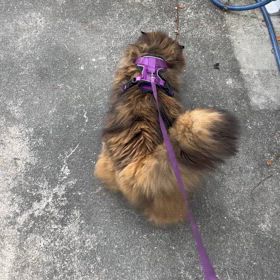 ねこ散歩の画像