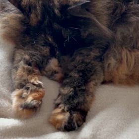 猫のいる暮らしの画像