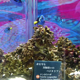 ニフレフ(水族館)②の画像