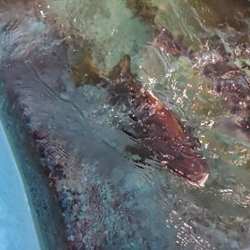 竹島水族館で食い気満々な魚と遭遇しました。の画像