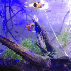 熱帯魚水槽の画像