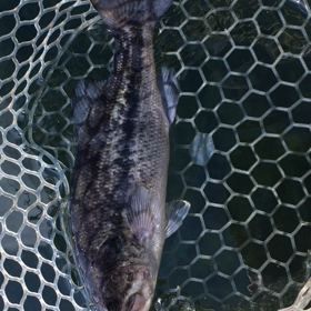 ブラックバス釣りの画像