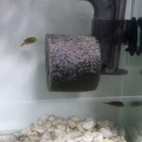 淡水フグの画像
